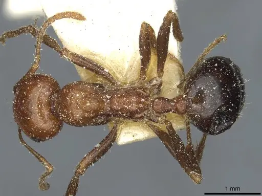 Messor hebraeus specimen CASENT0913185 image casent0913185_1