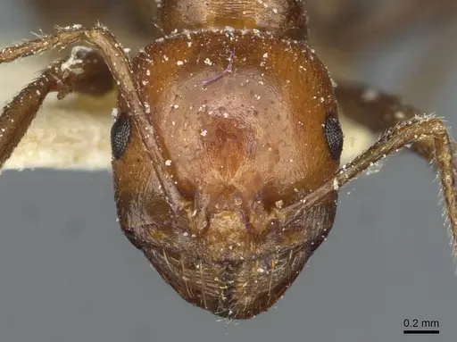 Messor hebraeus specimen CASENT0913185 image casent0913185_2