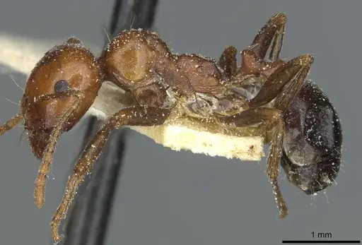 Messor hebraeus specimen CASENT0913185 image casent0913185_3