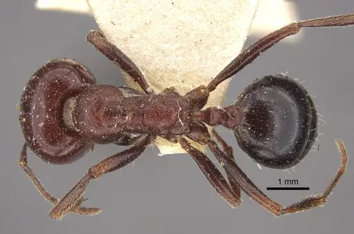 Messor hebraeus specimen CASENT0917757 image casent0917757_1