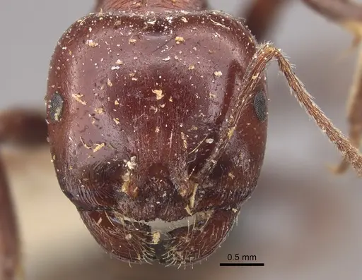 Messor hebraeus specimen CASENT0917757 image casent0917757_2