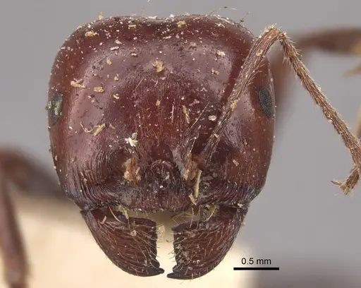 Messor hebraeus specimen CASENT0917757 image casent0917757_3