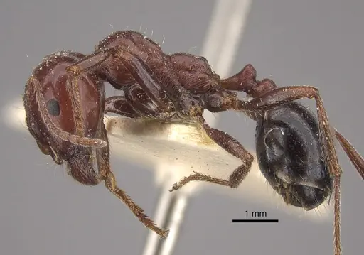 Messor hebraeus specimen CASENT0917757 image casent0917757_4