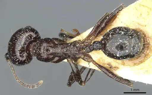 Messor hellenius specimen CASENT0913186 image casent0913186_1