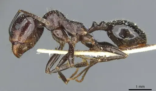 Messor hellenius specimen CASENT0913186 image casent0913186_3