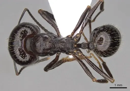 Messor hellenius specimen CASENT0914583 image casent0914583_1