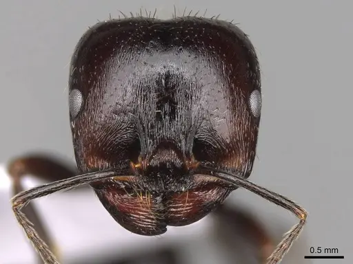Messor hellenius specimen CASENT0914583 image casent0914583_2