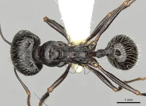 Messor himalayanus specimen CASENT0281596 image casent0281596_1