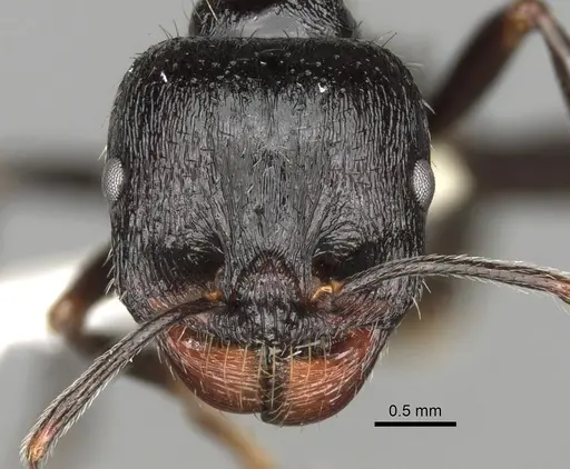 Messor himalayanus specimen CASENT0281596 image casent0281596_2
