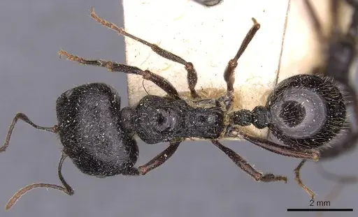 Messor himalayanus specimen CASENT0907719 image casent0907719_1