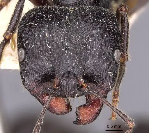 Messor himalayanus specimen CASENT0907719 image casent0907719_2