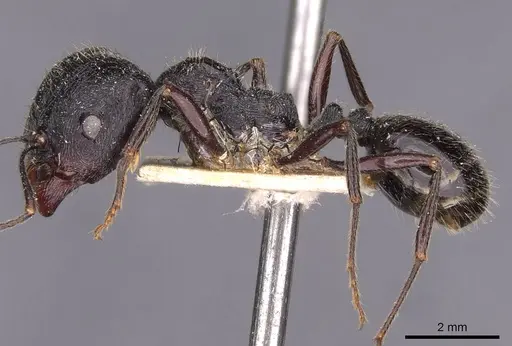 Messor himalayanus specimen CASENT0907719 image casent0907719_3