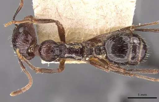 Messor himalayanus specimen CASENT0907720 image casent0907720_1