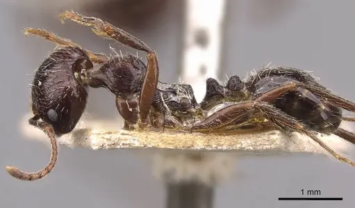 Messor himalayanus specimen CASENT0907720 image casent0907720_3