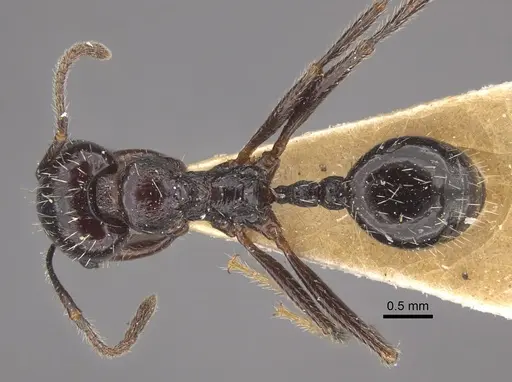 Messor himalayanus specimen CASENT0917753 image casent0917753_1