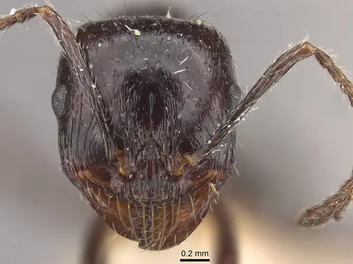 Messor himalayanus specimen CASENT0917753 image casent0917753_2