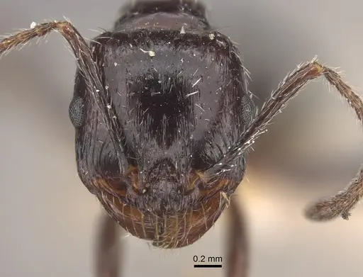 Messor himalayanus specimen CASENT0917753 image casent0917753_3