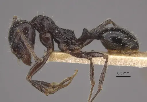 Messor himalayanus specimen CASENT0917753 image casent0917753_4