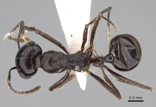Messor hismai specimen CASENT0922343 image casent0922343_1