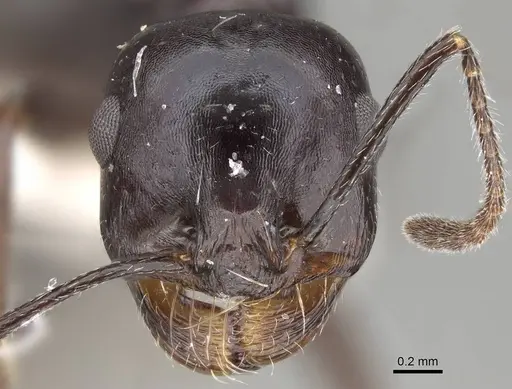 Messor hismai specimen CASENT0922343 image casent0922343_2