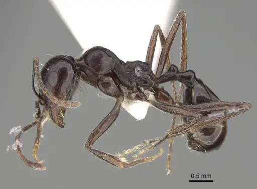 Messor hismai specimen CASENT0922343 image casent0922343_3
