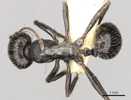 Messor hispanicus specimen CASENT0281601 image casent0281601_1