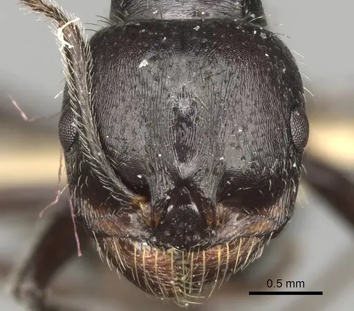 Messor hispanicus specimen CASENT0281601 image casent0281601_2