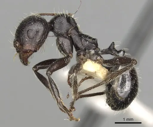 Messor hispanicus specimen CASENT0281601 image casent0281601_3