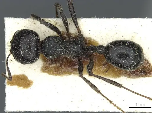 Messor hispanicus specimen CASENT0913187 image casent0913187_1