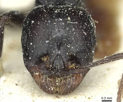 Messor hispanicus specimen CASENT0913187 image casent0913187_2