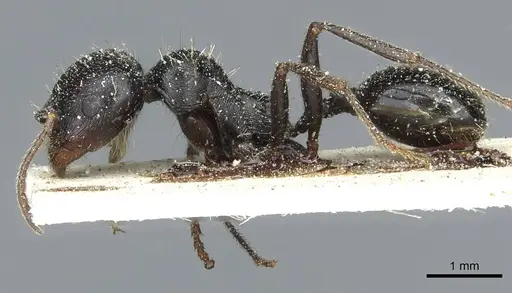 Messor hispanicus specimen CASENT0913187 image casent0913187_3