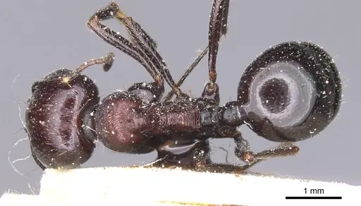 Messor hoggarensis specimen CASENT0913147 image casent0913147_1