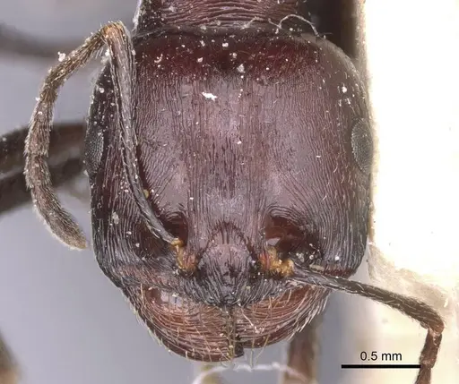 Messor hoggarensis specimen CASENT0913147 image casent0913147_2
