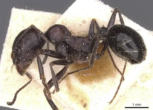 Messor hoggarensis specimen CASENT0913147 image casent0913147_3