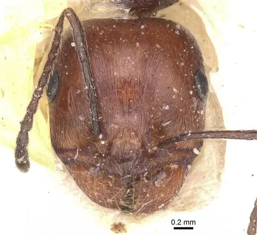 Messor hoggarensis specimen CASENT0913148 image casent0913148_2