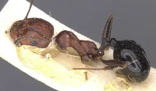 Messor hoggarensis specimen CASENT0913148 image casent0913148_3