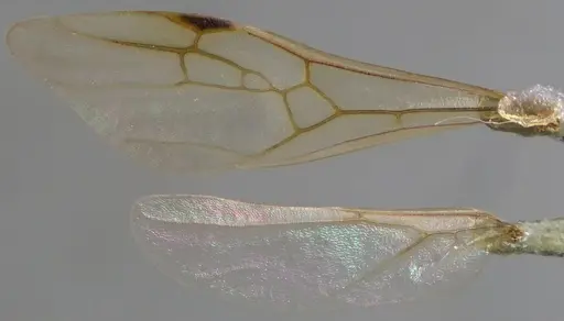 Messor ibericus specimen ANTWEB1060042 image antweb1060042_2