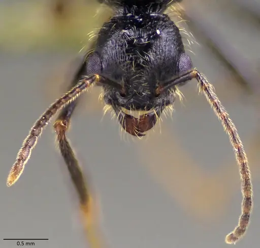 Messor ibericus specimen ANTWEB1060042 image antweb1060042_4