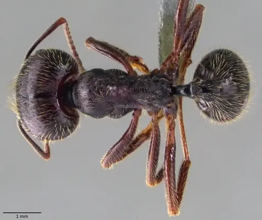 Messor ibericus specimen ANTWEB1060044 image antweb1060044_1