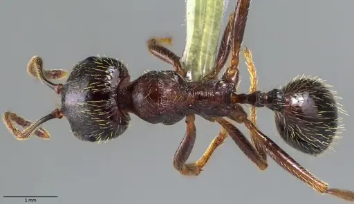 Messor ibericus specimen ANTWEB1060046 image antweb1060046_1