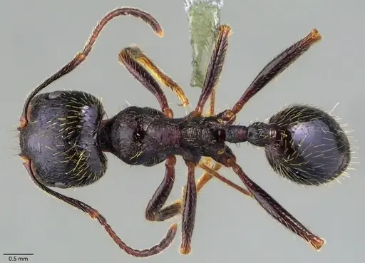 Messor ibericus specimen ANTWEB1060050 image antweb1060050_1