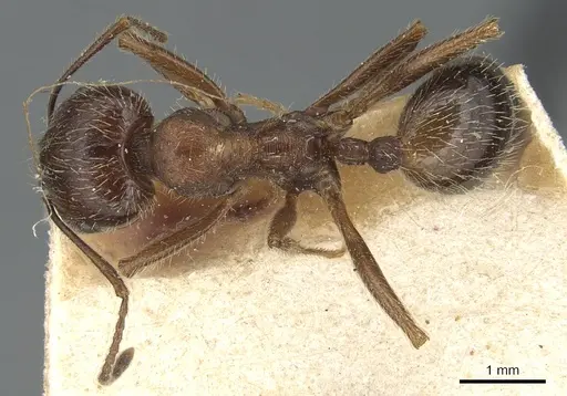 Messor ibericus specimen CASENT0904129 image casent0904129_1