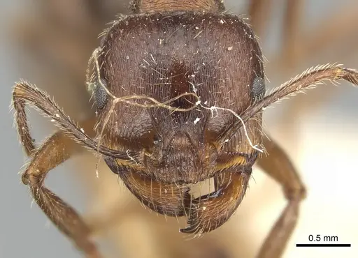 Messor ibericus specimen CASENT0904129 image casent0904129_2