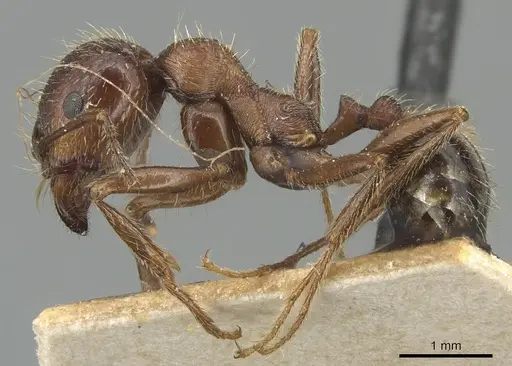 Messor ibericus specimen CASENT0904129 image casent0904129_3