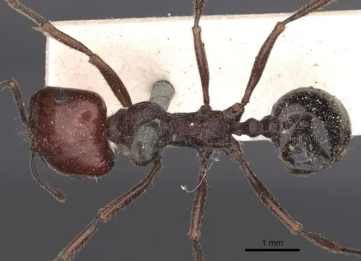 Messor instabilis specimen CASENT0900485 image casent0900485_1