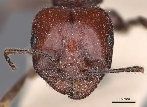 Messor instabilis specimen CASENT0900485 image casent0900485_2