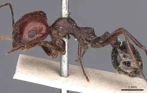 Messor instabilis specimen CASENT0900485 image casent0900485_3