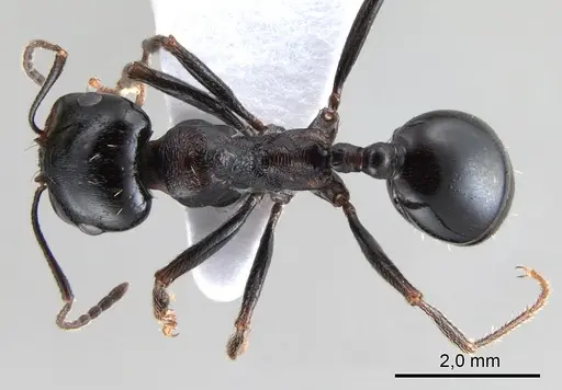 Messor intermedius specimen ANTWEB1008073 image antweb1008073_1