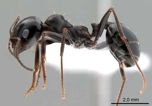 Messor intermedius specimen ANTWEB1008073 image antweb1008073_3