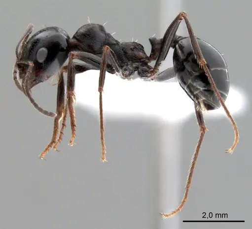 Messor intermedius specimen ANTWEB1008073 image antweb1008073_4